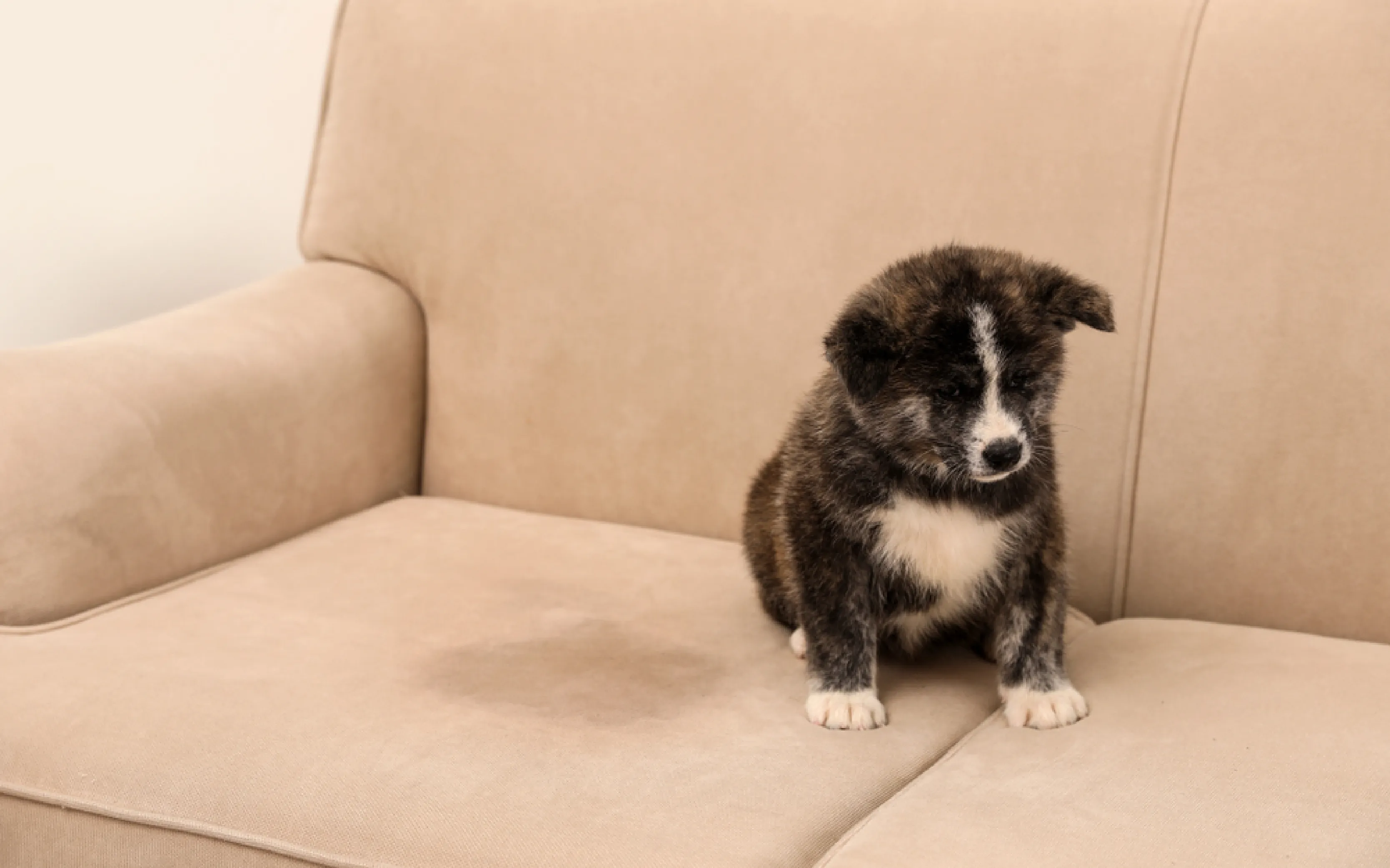 carpet cleaning in bronx, carpet cleaning bronx, carpet cleaners in bronx, carpet cleaners in bronx, commercial carpet cleaning, commercial carpet cleaning in bronx, bronx rug cleaners, rug cleaning services in bronx, same day carpet cleaning, same day rug cleaning in bronx